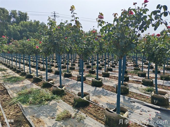 3公分树状月季/3公分月季树(图4) 3公分树状月季/3公分月季树(图4)