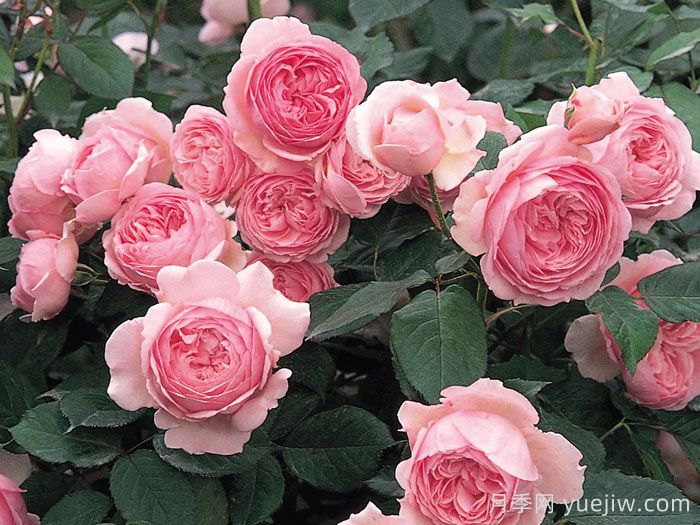 杰夫汉密尔顿月季(图2)