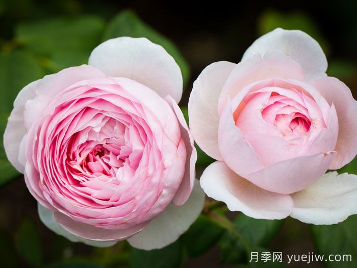 杰夫汉密尔顿月季(图1)