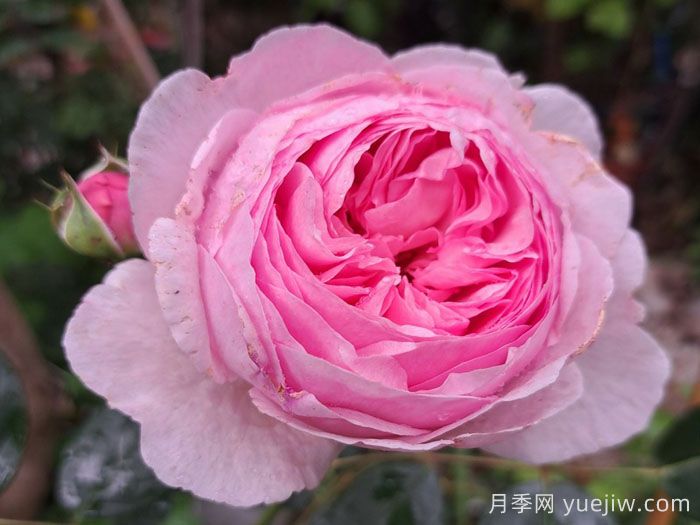 杰夫汉密尔顿月季(图3)