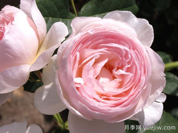 遗产月季(图2)