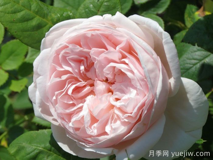 圣塞西莉亚月季/圣赛西利亚(图1)