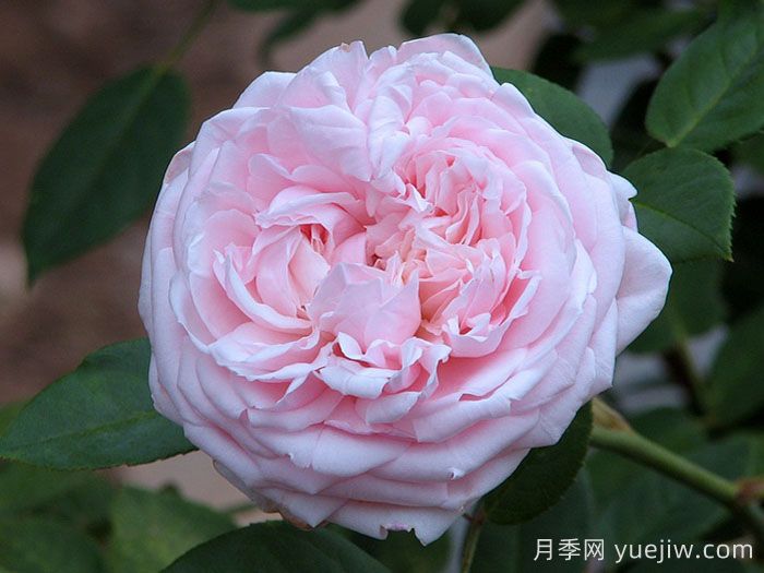 圣塞西莉亚月季/圣赛西利亚(图2)