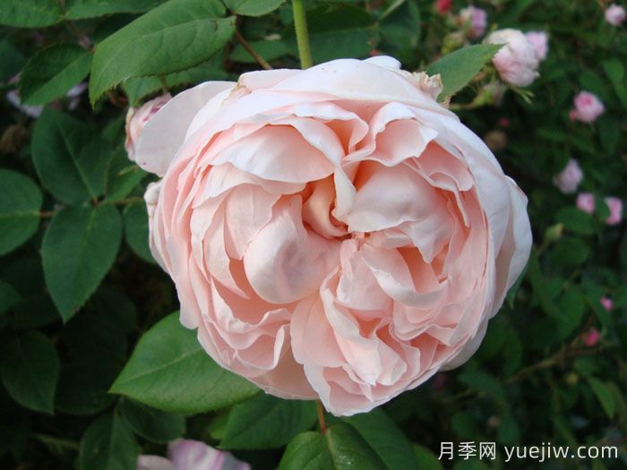 圣塞西莉亚月季/圣赛西利亚(图3)