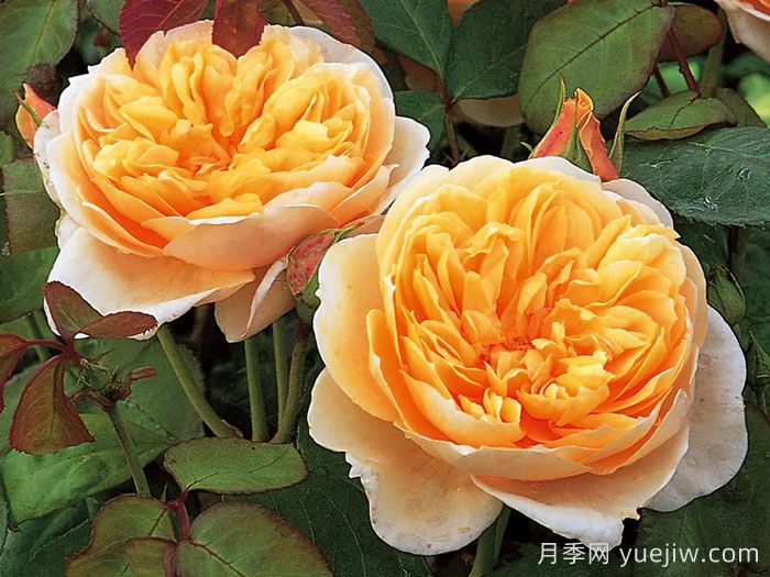 珍妮奥斯汀月季/杰恩奥斯汀(图1)