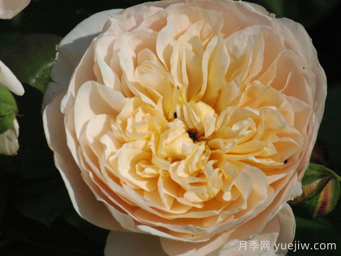 珍妮奥斯汀月季/杰恩奥斯汀(图2)