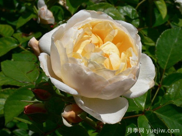 珍妮奥斯汀月季/杰恩奥斯汀(图3)