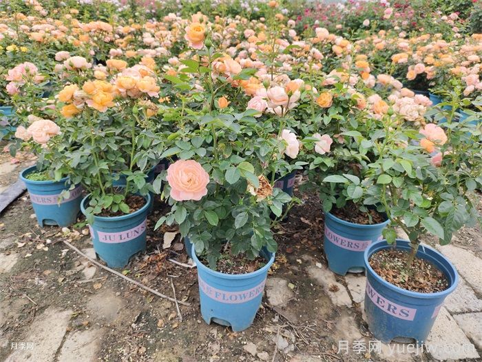 家庭盆栽月季用什么基质能叶茂爆花?(图1) 家庭盆栽月季用什么基质能叶茂爆花?(图1)