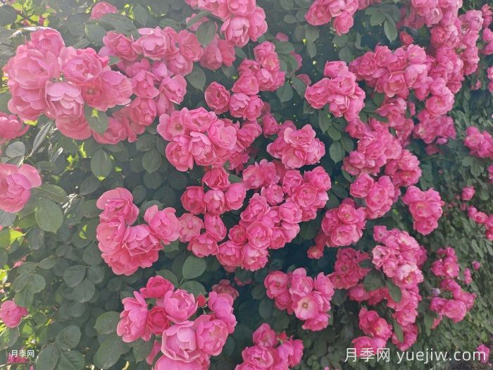 月季蔷薇每次开花后怎么养护？(图1)