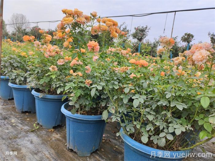 如何判断月季盆花需要换盆？(图1)