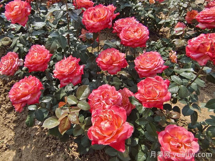 秋天做到这4点，大花月季开爆花(图1)