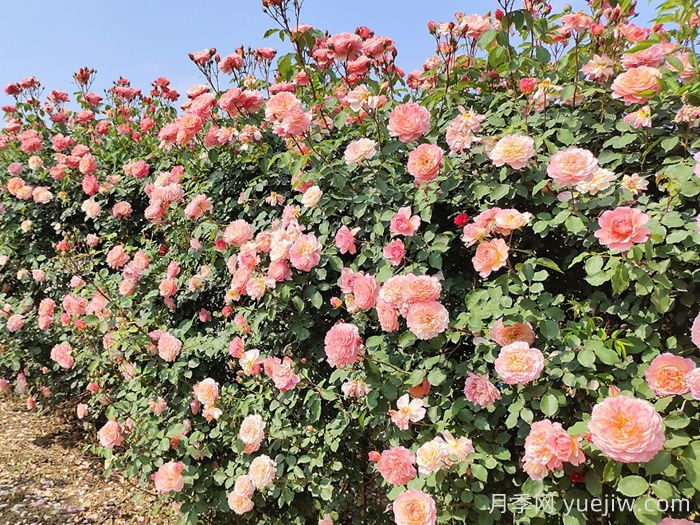 藤本月季花期是什么时候？(图2)