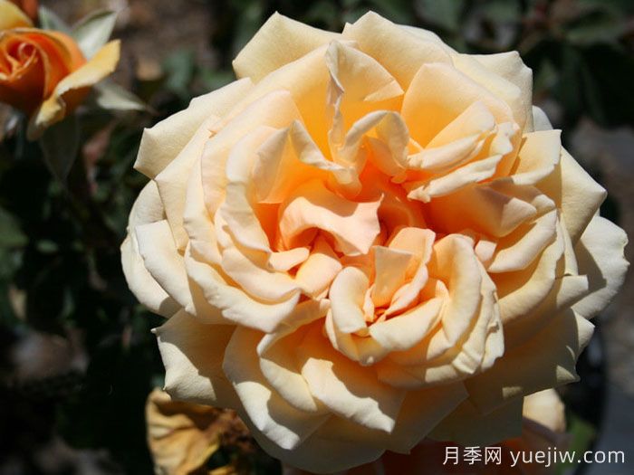 瓦伦西亚月季(图2)