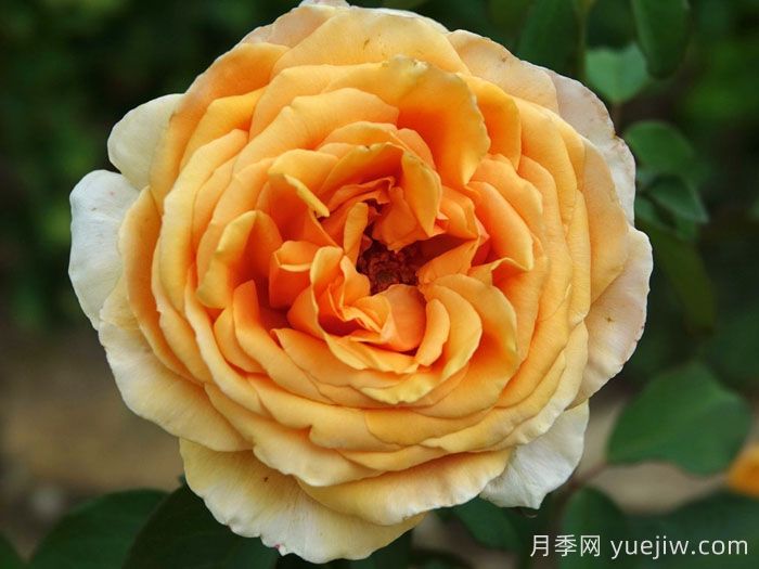 瓦伦西亚月季(图3)