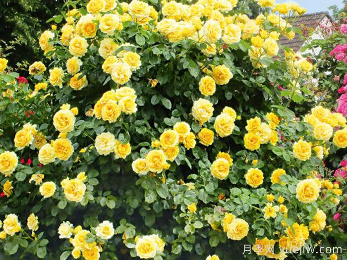 夏季黄金月季(图2)