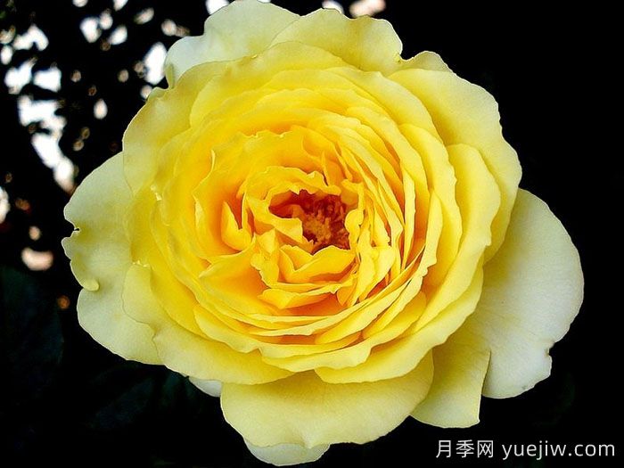 玛尔丽斯城堡月季/夏日黄金/夏日之星(图3)