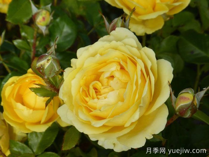 玛尔丽斯城堡月季/夏日黄金/夏日之星(图2)