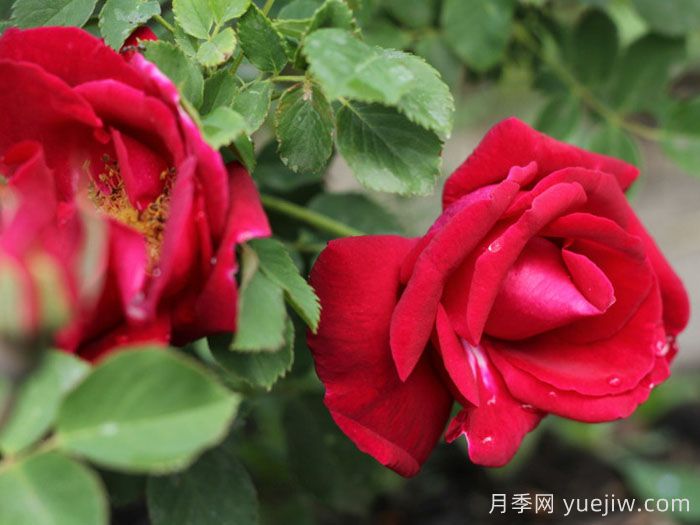 卡斯博特格兰特月季/卡格兰特(图2)