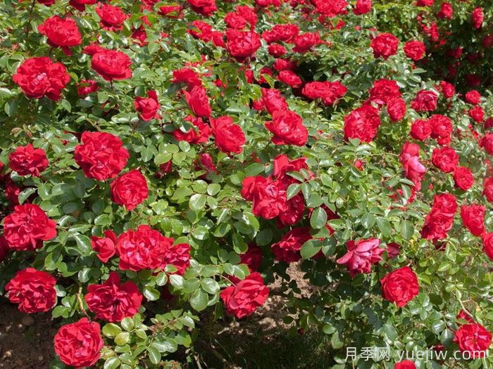 巨型玫迪兰月季/猩红神童(图1) 巨型玫迪兰月季/猩红神童(图1)