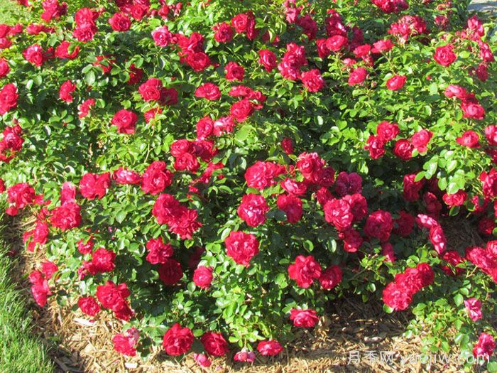 巨型玫迪兰月季/猩红神童(图2) 巨型玫迪兰月季/猩红神童(图2)