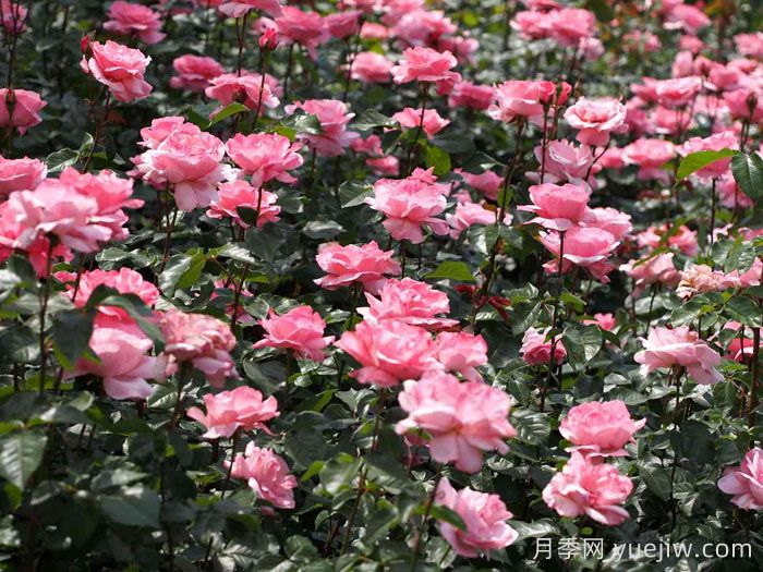 伊丽莎白女王月季/粉后月季(图2)