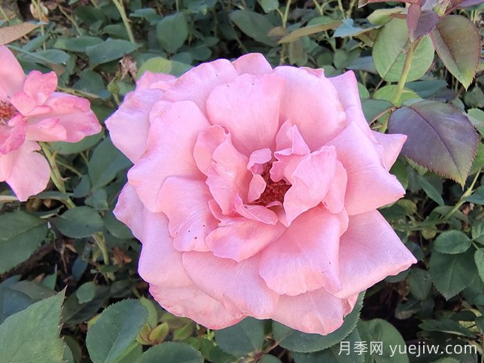 伊丽莎白女王月季/粉后月季(图3)