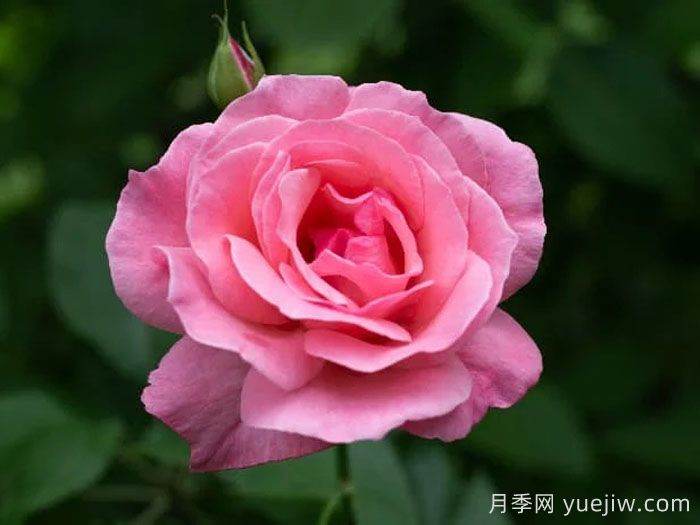 伊丽莎白女王的优缺点是什么?(图1) 伊丽莎白女王的优缺点是什么?(图1)