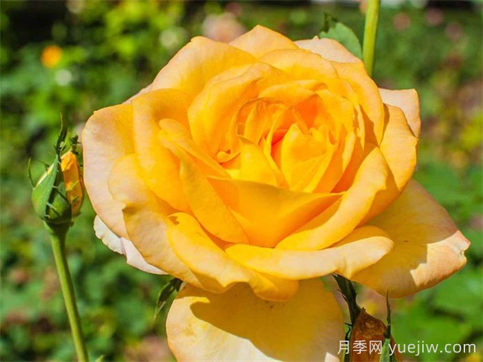 澳洲黄金月季(图2) 澳洲黄金月季(图2)