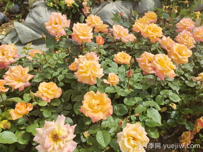 澳洲黄金月季(图3) 澳洲黄金月季(图3)