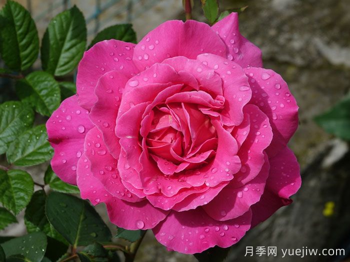 粉和平月季/娇娥月季(图1)