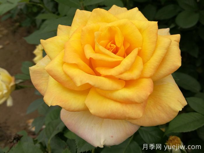 金奖章月季(图1)