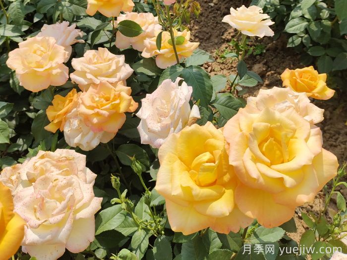 金奖章月季(图4)