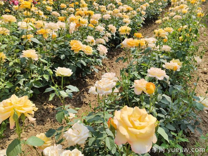 金奖章月季(图5)