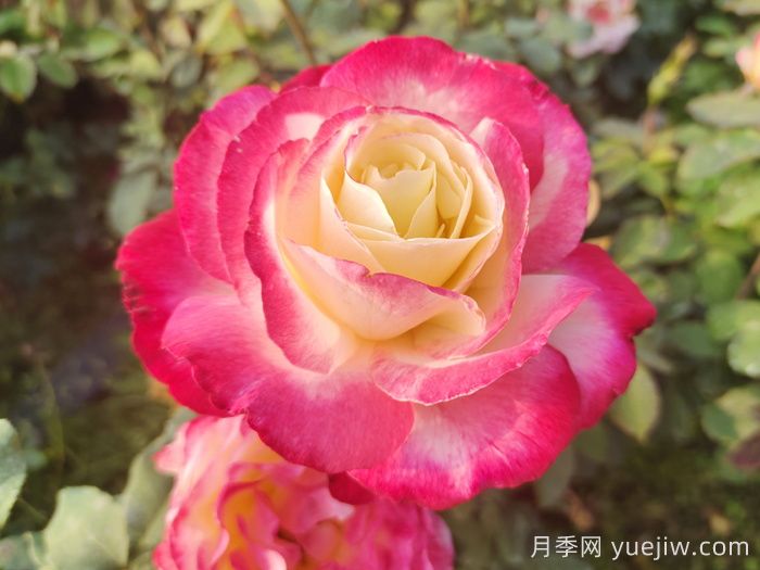 红双喜月季/双份喜悦月季(图1)