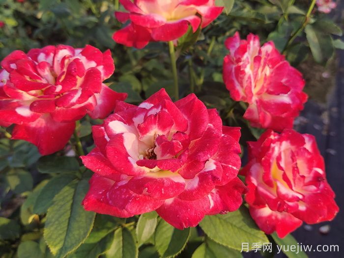 红双喜月季/双份喜悦月季(图4)