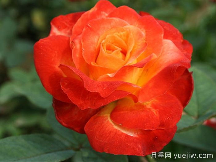 却可克月季(图3)