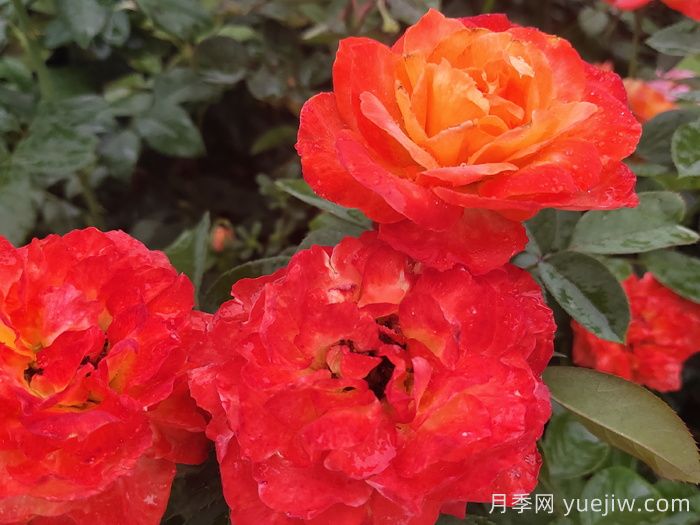 却可克月季(图2)