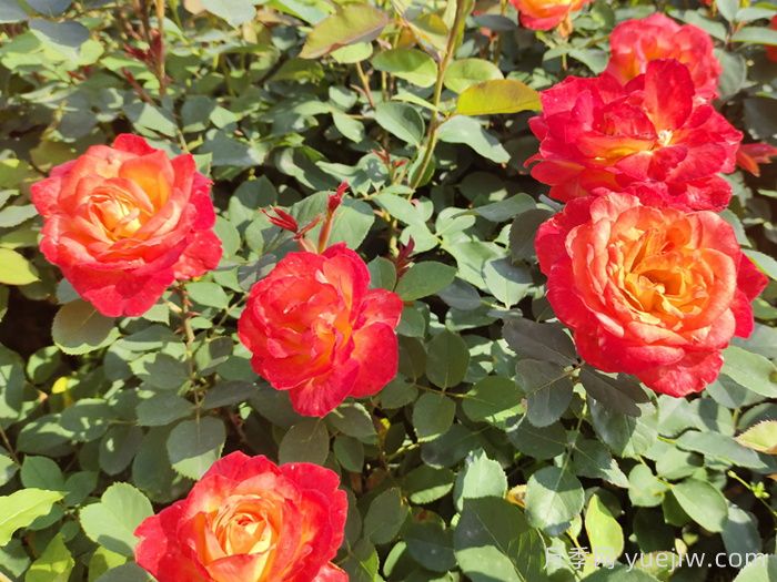 却可克月季(图6)