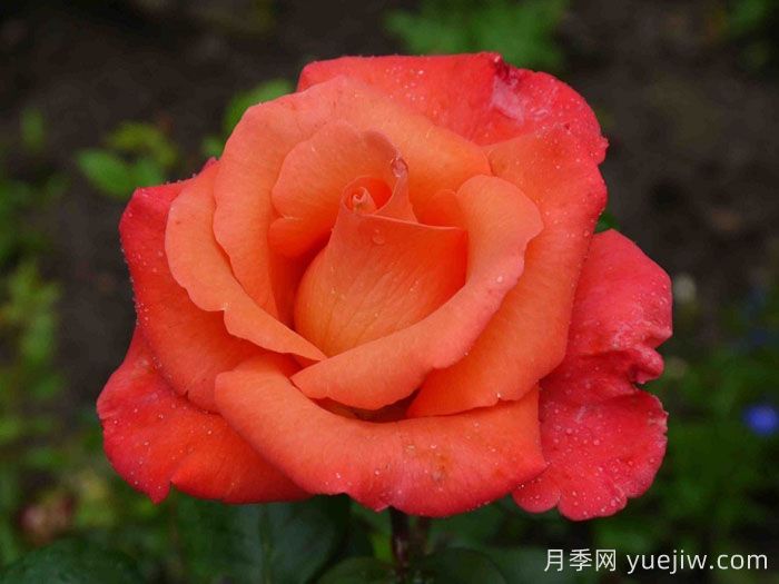 却可克月季(图4)