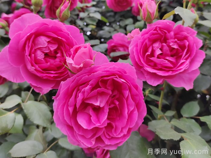 大游行月季(图1)