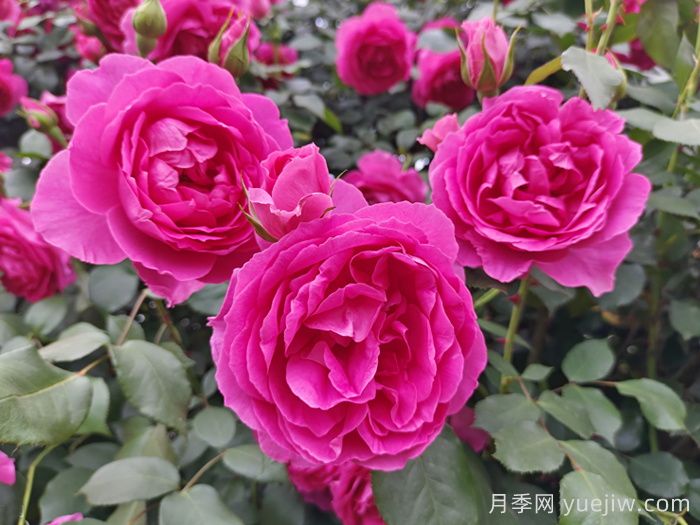 大游行月季介绍及优缺点(图1)