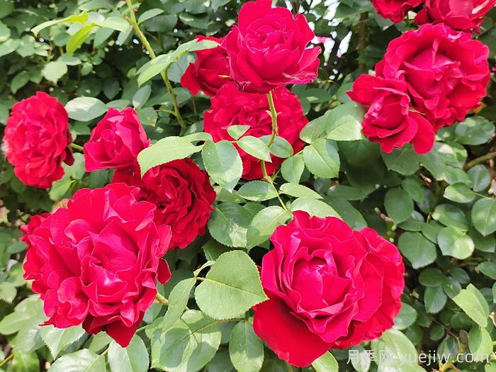 御用马车月季(图3)