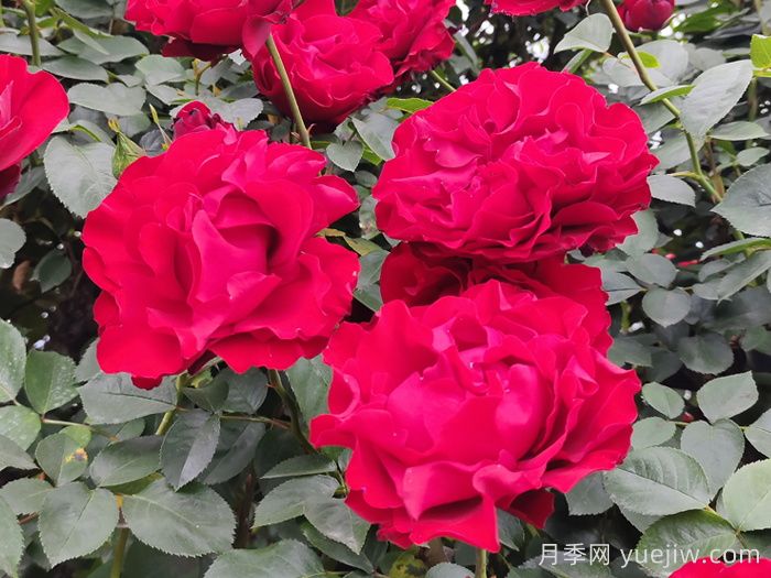 御用马车月季介绍及优缺点(图1)