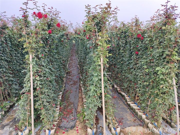 御用马车月季(图4)