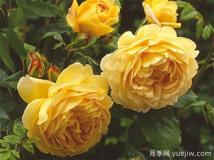 黄金庆典月季/金色庆典(图2)