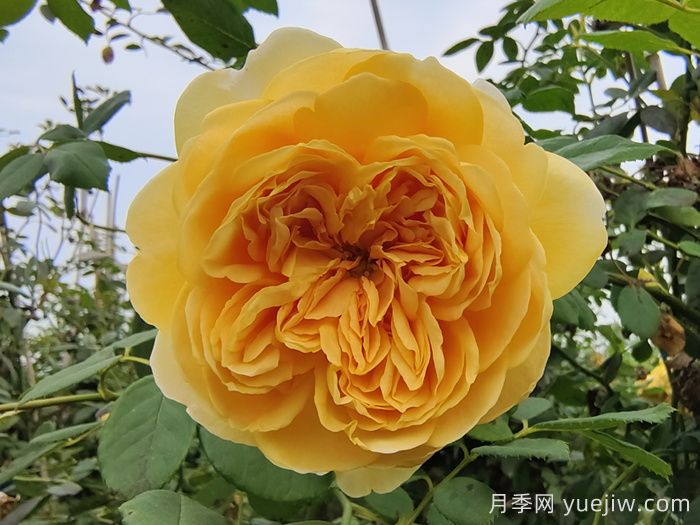 黄金庆典月季/金色庆典(图3)