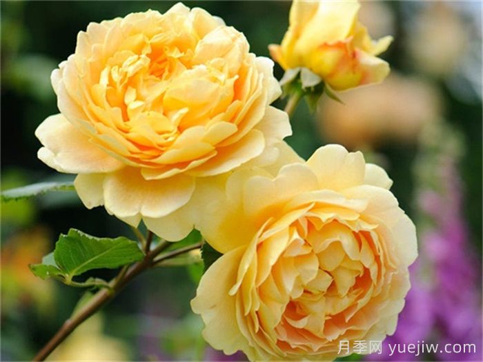 黄金庆典月季/金色庆典(图4)