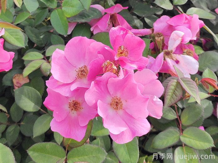 杏花村月季(图2)