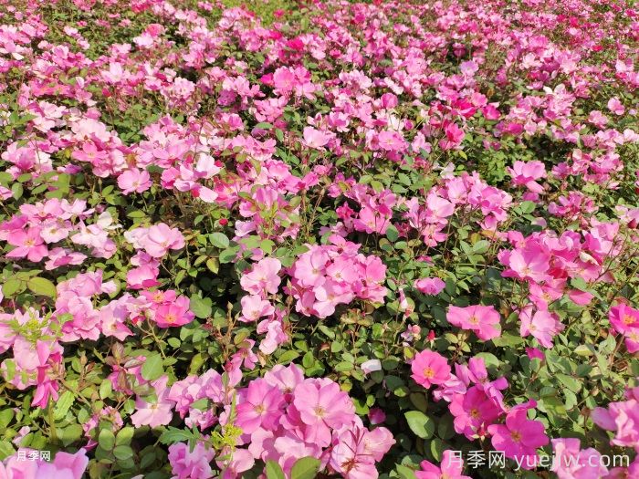 杏花村月季(图3)