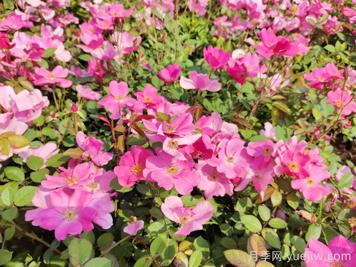 杏花村月季(图4)